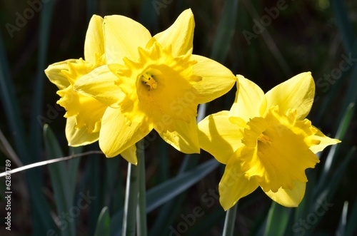 Pair of Daffodils close up