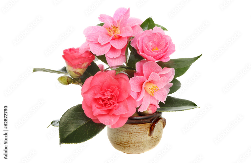 Obraz premium Camellia flowers