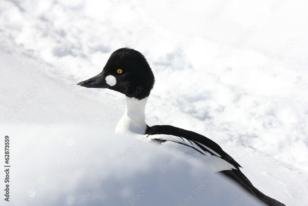 Obraz premium Common Goldeneye (Bucephala clangula)