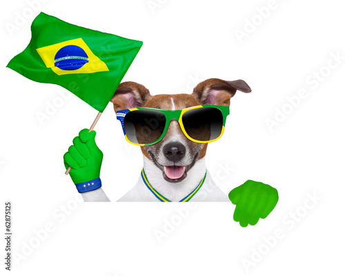 brazil  fifa world cup  dog photo