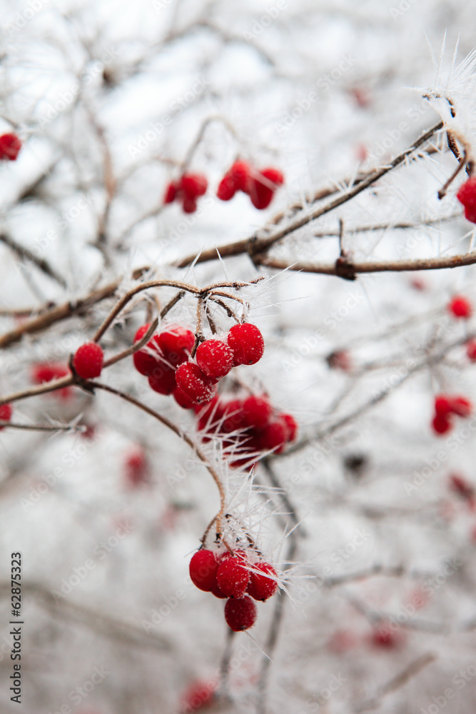 Rosehip branches covered with hoarfrost. Rosehip branches covered with hoarfrost.