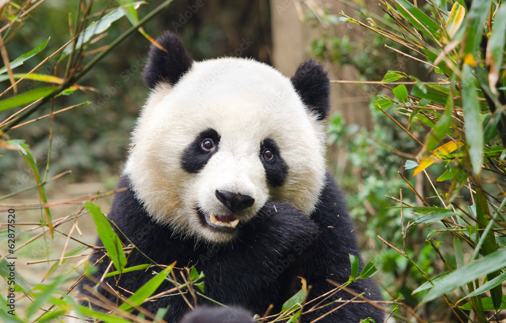 Fototapeta premium Giant Panda Eating Bamboo, Chengdu, China
