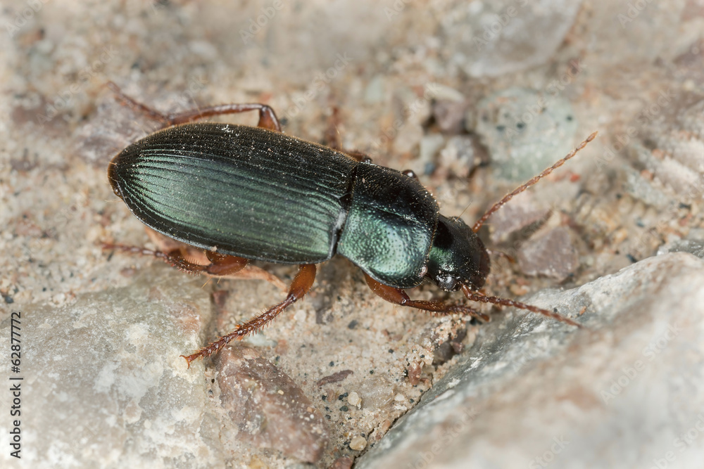 Ophonus laticollis, Ground beetle on rock, macro photo.