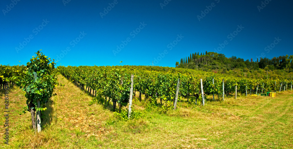 Fototapeta premium Nice vineyard in Tuscany, Italy