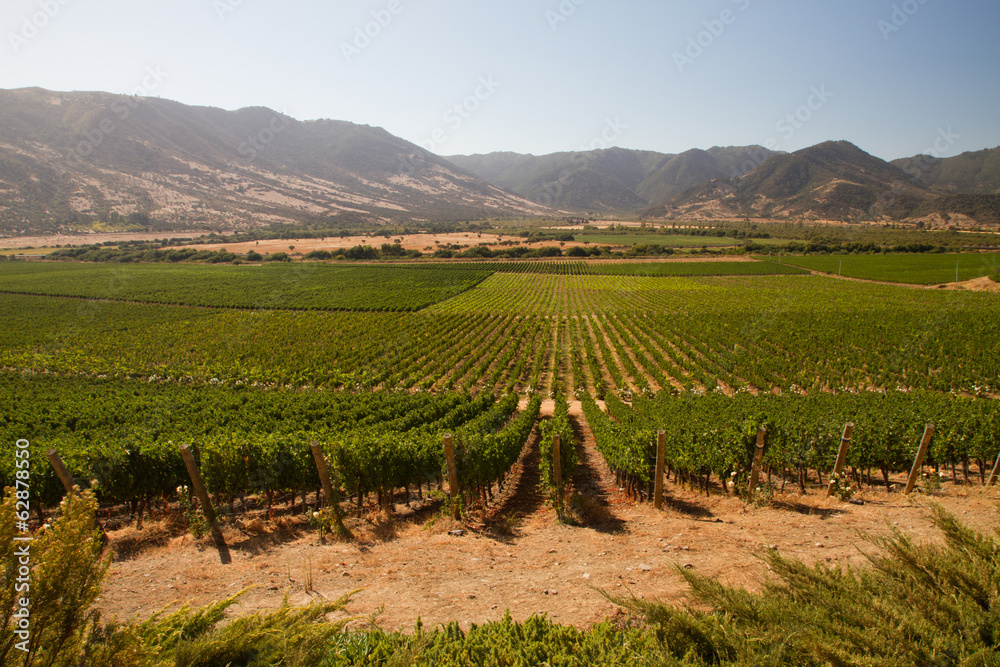 View from the Santa Cruz vineyard in Santa Cruz valley Chile