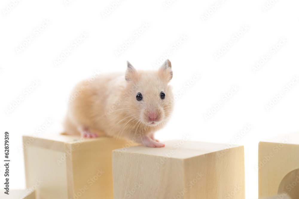 Fototapeta premium 積み木で遊ぶハムスター
