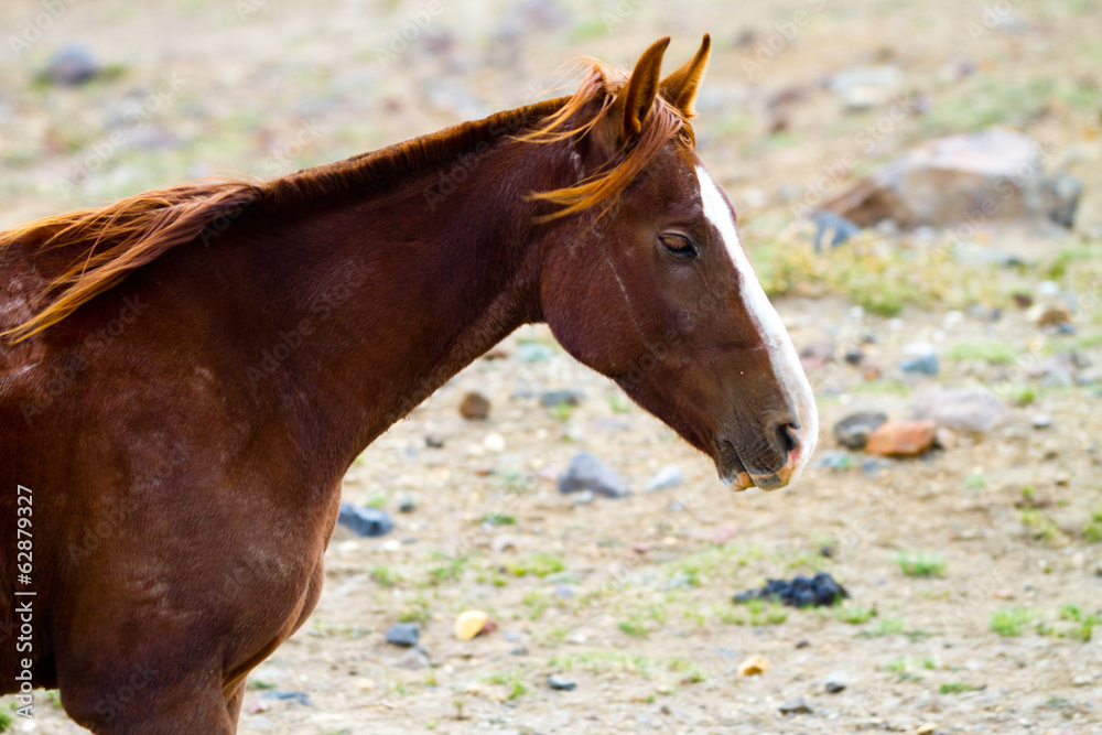 Fototapeta premium Horse close-up
