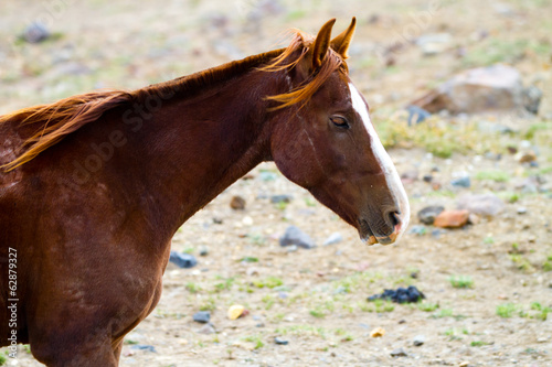 Horse close-up