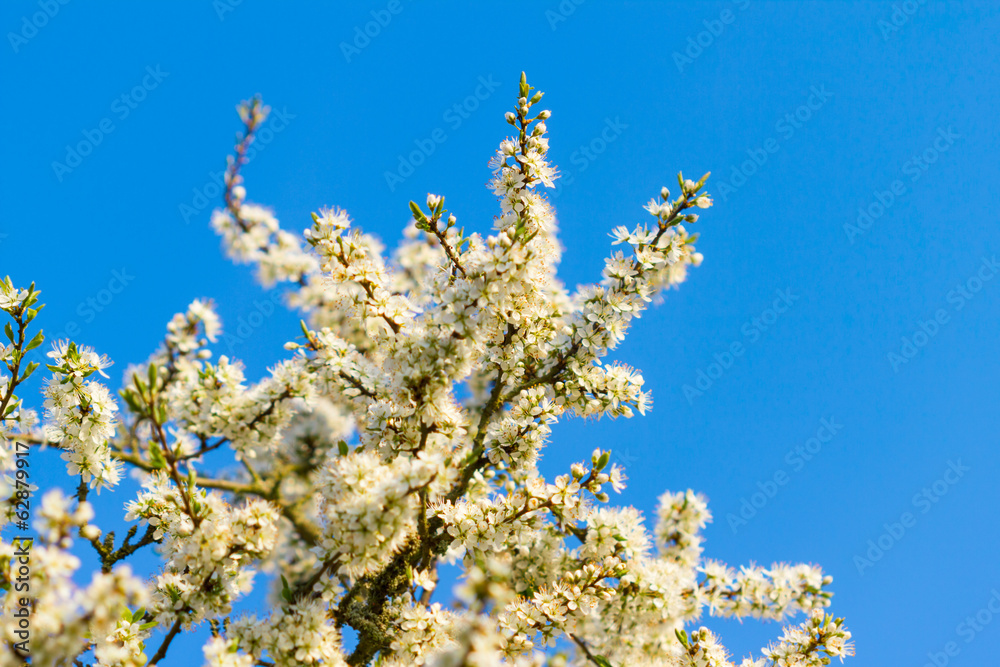 blossom tree blossom tree