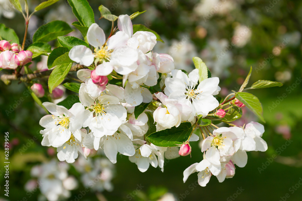 blossom tree