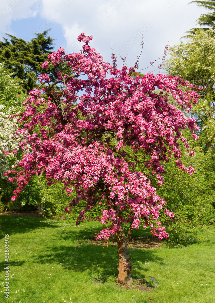 blossom tree