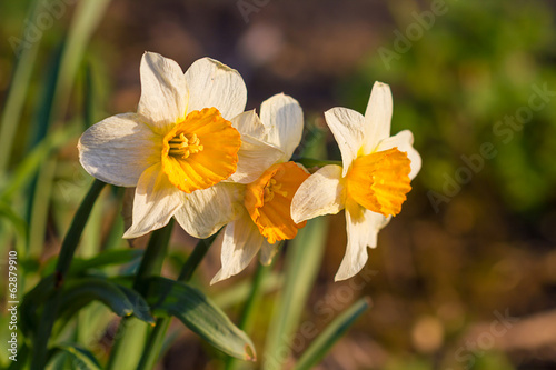 Daffodil narcissus spring flowers