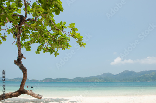 Trees and beach at Koh Chang Island,Thailand photo