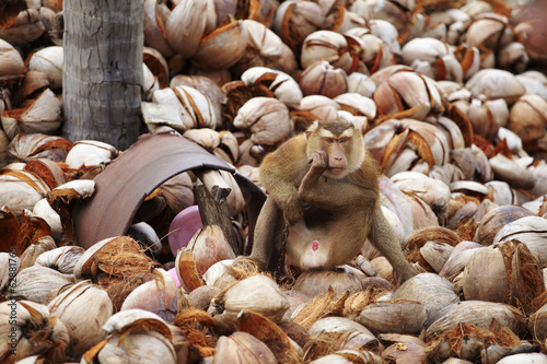 Photography old monkey and many coconut
