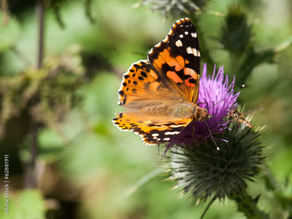 Obraz premium Schmetterling