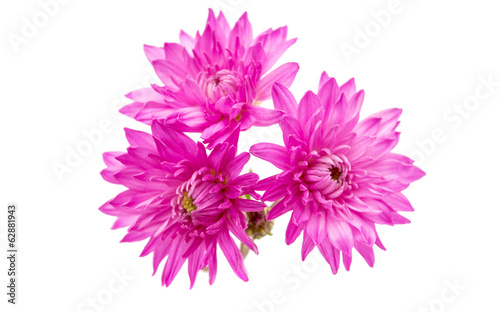 purple chrysanthemum isolated © ksena32