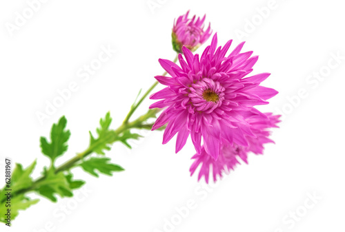 purple chrysanthemum isolated