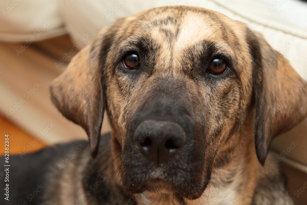 Dog look, funny dog in in home - enhanced colors, shallow DOF Dog look, funny dog in in home - enhanced colors, shallow DOF