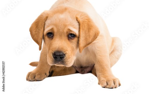 labrador puppy isolated