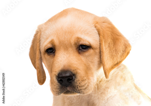 labrador puppy isolated