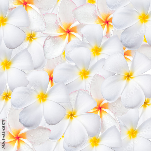 Frangipani flower, design for background © rungrote