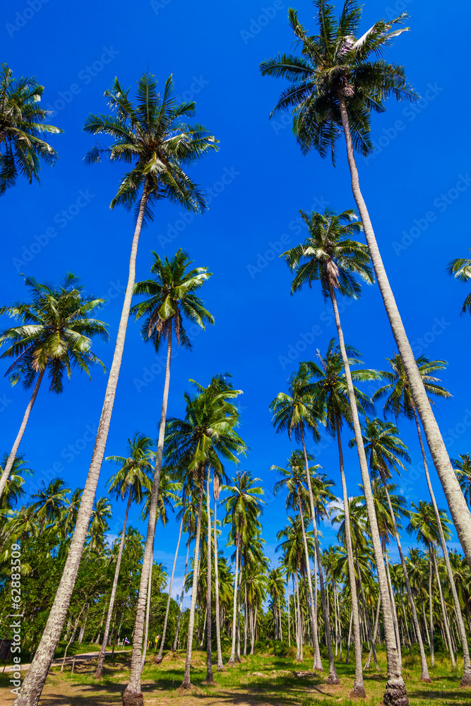 Obraz premium Palm trees against blue sky
