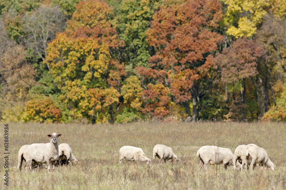 Fototapeta premium Sheep on autumn color meadow