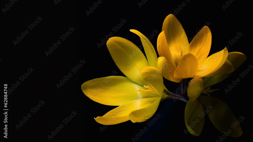 Yellow crocuses bloom. Time lapse Yellow crocuses bloom. Time lapse