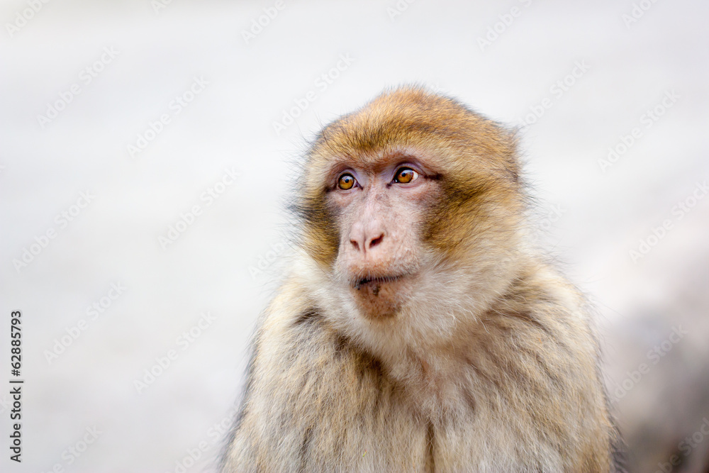 Naklejka premium Barbary macaque (Macaca sylvanus)