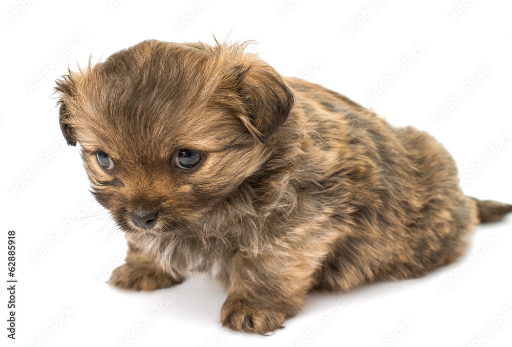 puppy isolated puppy isolated