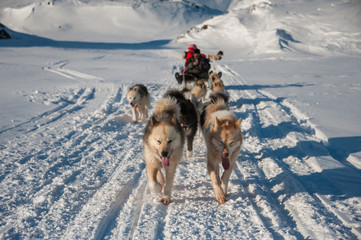 Papier peint photo Arctique Traîneau à chiens à Tasiilaq Groenland  © ykumsri