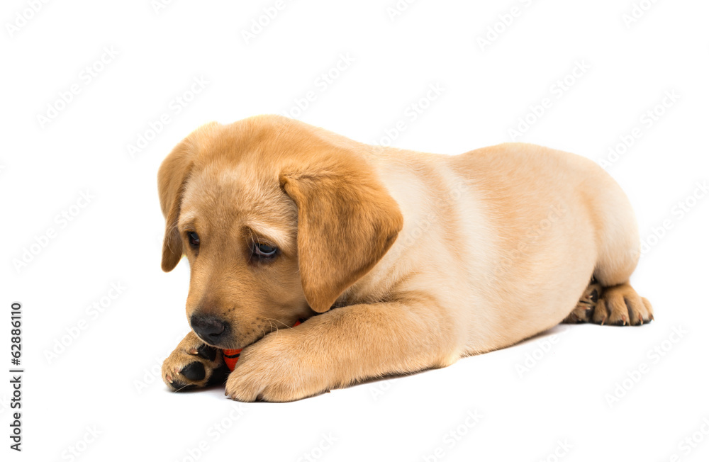 labrador puppy isolated
