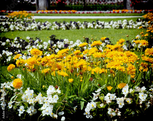 Bed of flowers photo