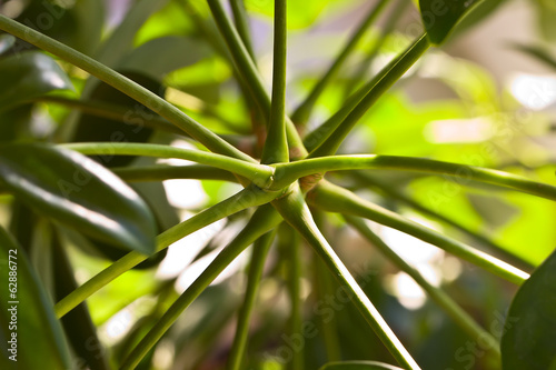 Schefflera arboricola house plant