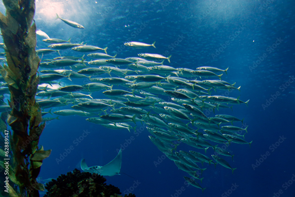 Fototapeta premium Shoal of mackerel