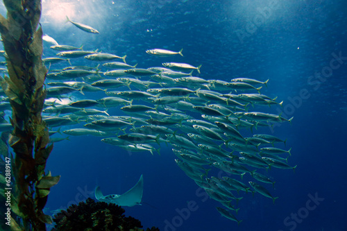 Shoal of mackerel