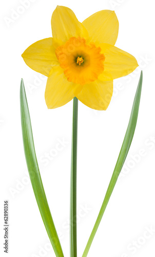 Fototapeta Naklejka Na Ścianę i Meble -  Yellow daffodil