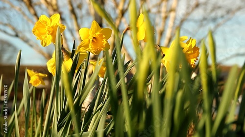 Spring Daffodiles