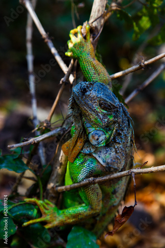 Iguana in tree
