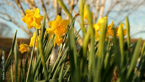 Daffodiles