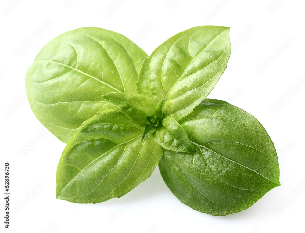 Fototapeta premium Basil spices