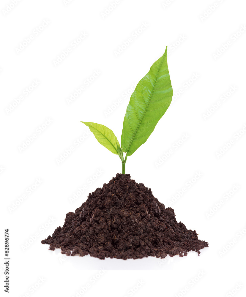 Young plant in ground isolated on white background Young plant in ground isolated on white background