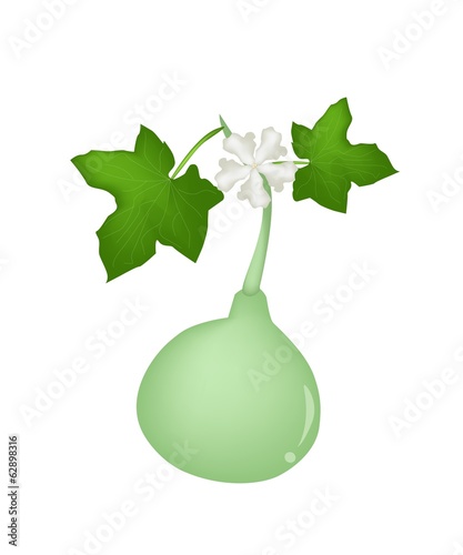 A Bottle Gourd Plant on White Background photo