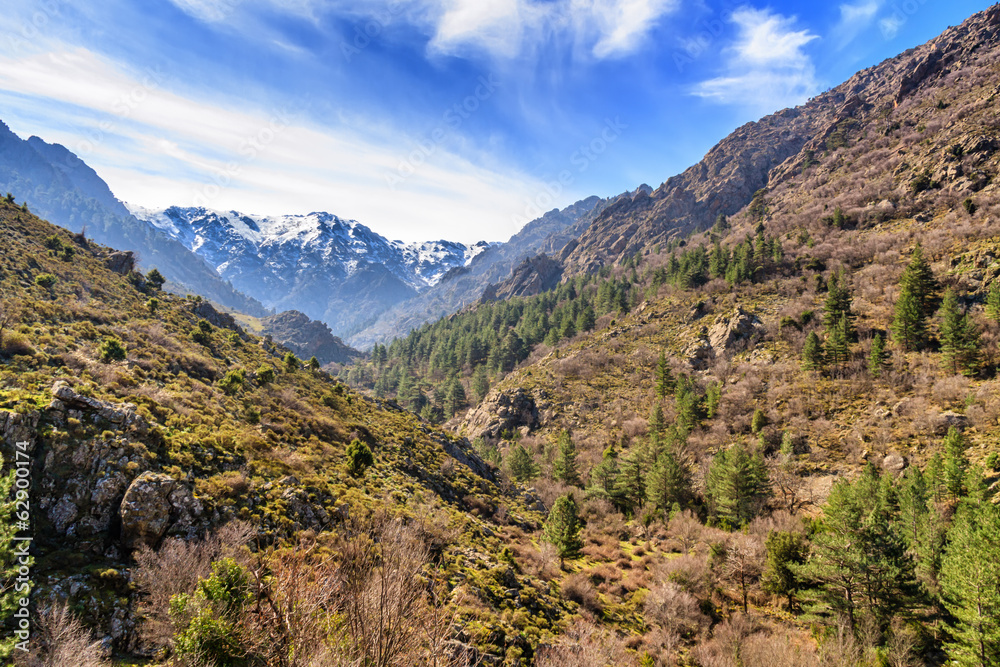 Forest and snow covered mountains from Asco valley in Corsica Forest and snow covered mountains from Asco valley in Corsica