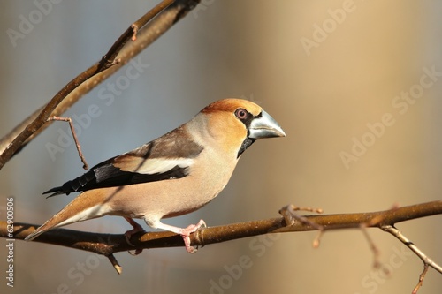 Grosbeak on a branch in the forest