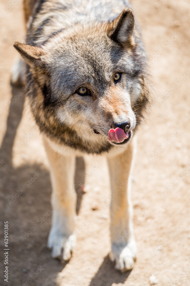 Fototapeta premium Loup