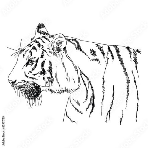 Tiger hand - drawn