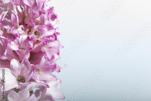 Pink Hyacinth on white