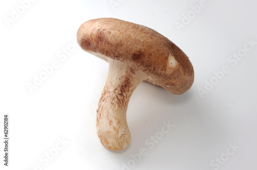Shiitake Mushroom