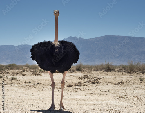 Male of African ostrich (Struthio camelus) in nature reserve photo